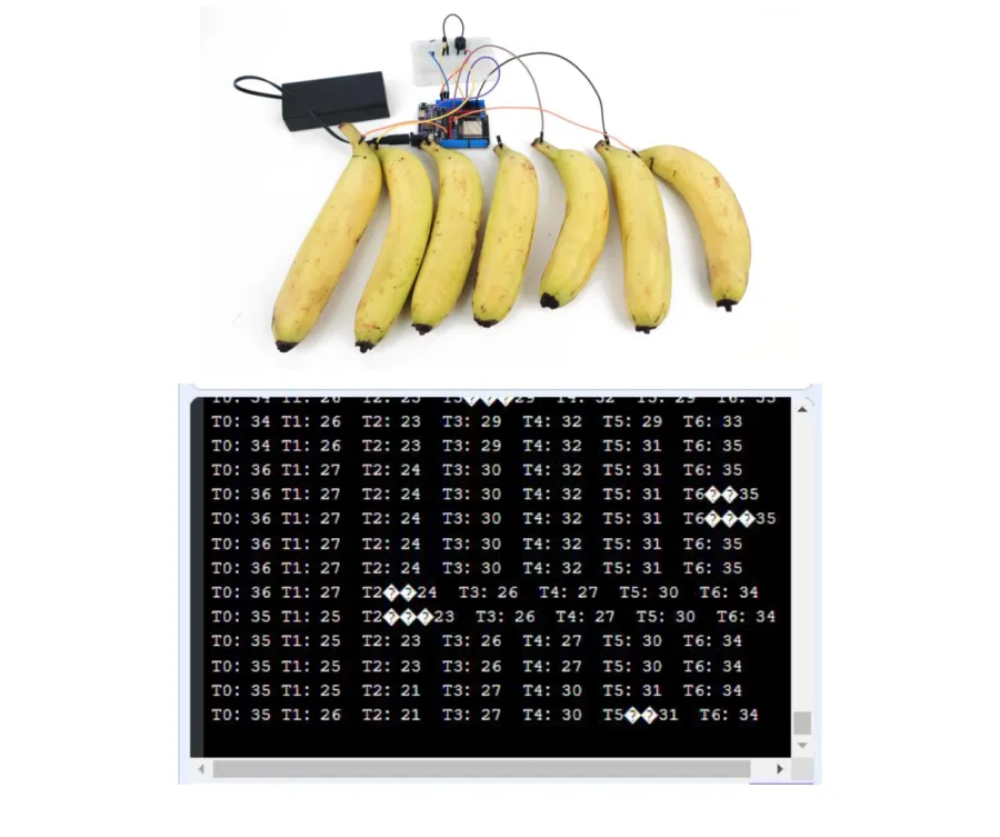 למעלה: שבע בננות המחוברות בחוטים ללוח ESP32 עם סוללה. למטה: חלון קונסול שחור המציג שורות של ערכי מגע T0 עד T6 בין 21 ל-36